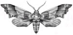 The Hawk or Sphynx Moth (Sphingidae) - Tulio Barrios
